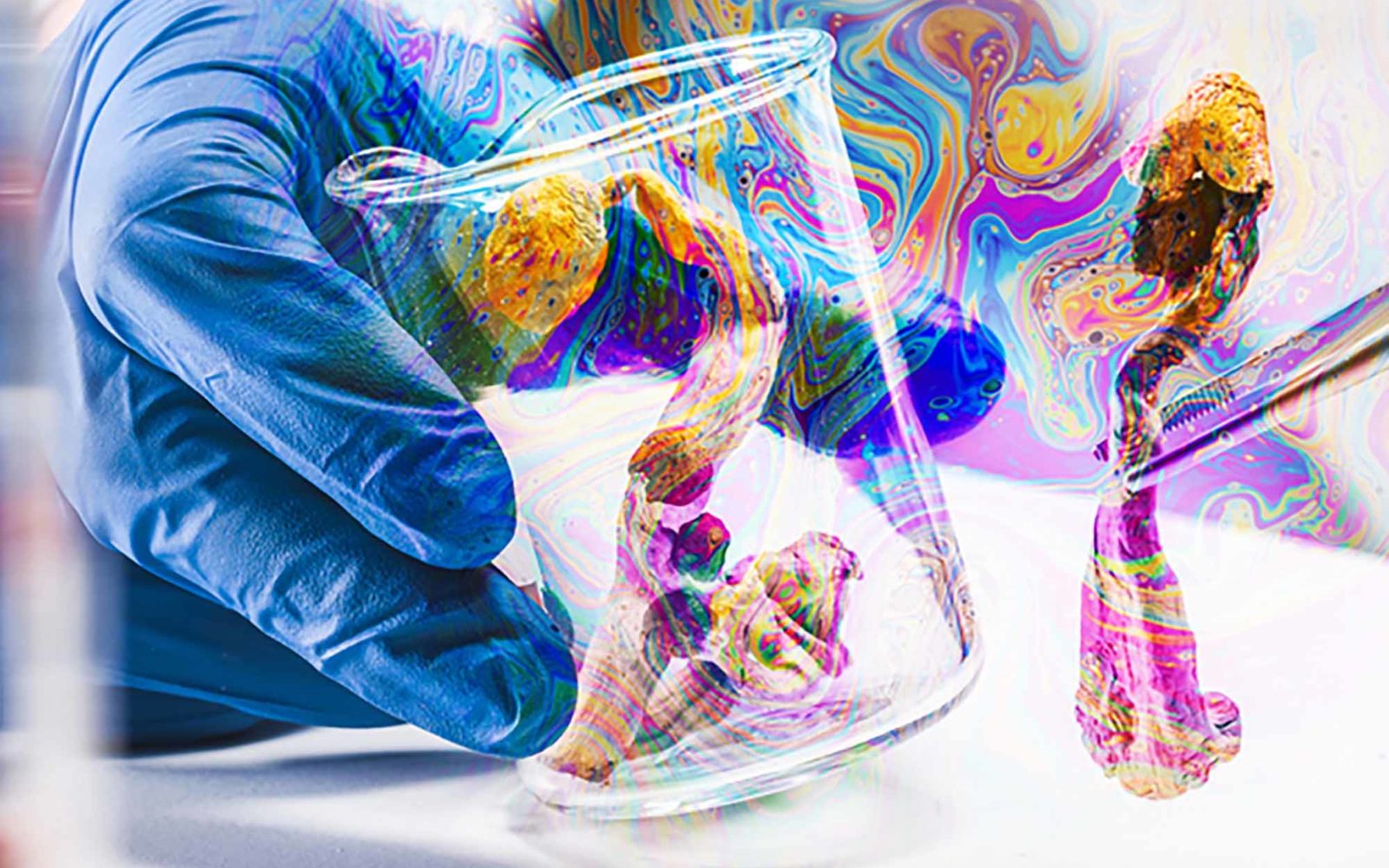 Magic Mushrooms with psychedelic colors in laboratory. Psilocybin science and research. Person examining fungi.